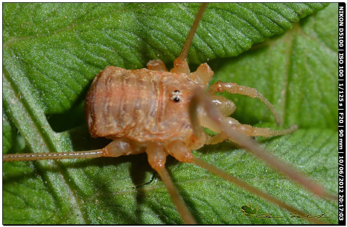 Opilio canestrinii da Villanova Monteleone No 168